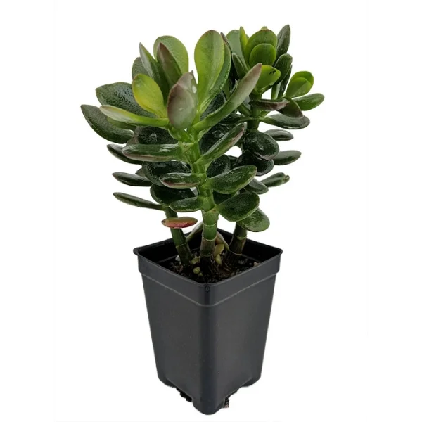 Baby-Jade-Tree-Crassula Jade tree