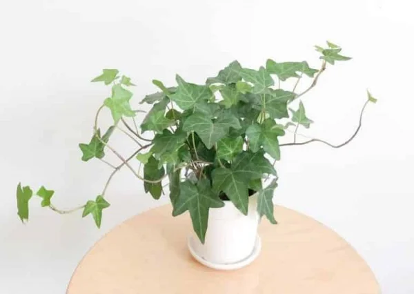 ENGLISH-IVY-GREEN-768x769-1 English Ivy