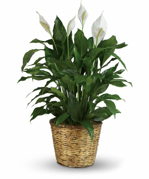 Peace-Lily Peace Lily plant