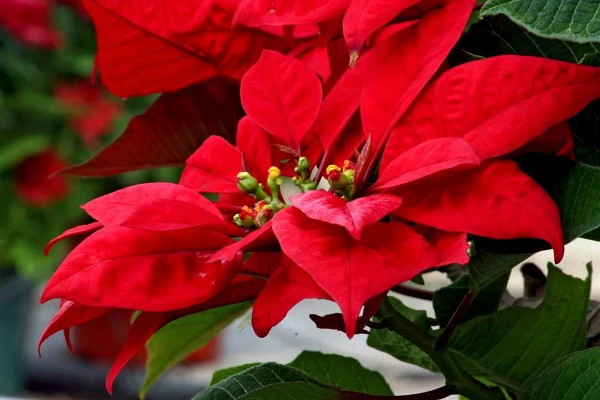 Poinsettia-Euphorbia-pulcherrima-flower Poinsettia