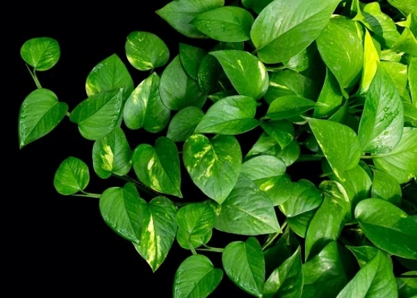 pathos-devils-ivy Devil's Ivy