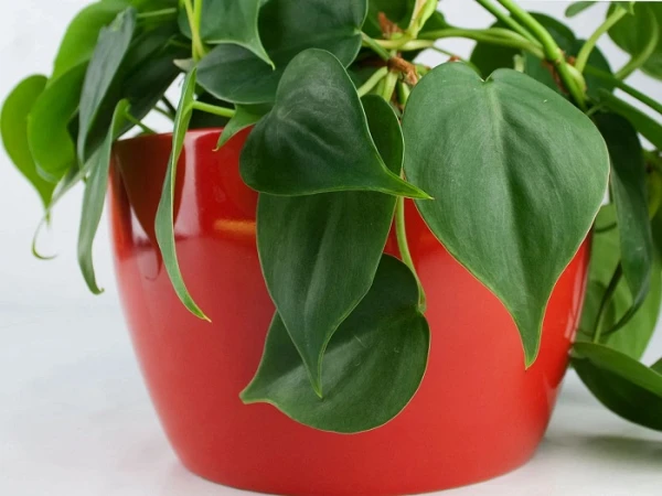 philodendron Philodendron plant in red pot